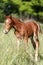Cute filly graze on pasture