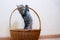Cute Finnish shorthair kitten plays at home
