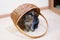 Cute Finnish shorthair kitten plays at home
