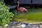 Cute flamingo in san diego zoo, california