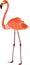 Cute flamingo vector