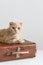 Cute flap-eared cat on the vintage suitcase. Travel, vacation concept. Copy space