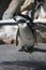 Cute flightless penguin itching its side with its beak