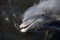 Cute Florida Dolphin