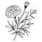 Cute flower coloring pages, marigold drawings, marigold wildflower drawings, Hand-drawn botanical spring elements bouquet