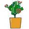 Cute flowering succulent. House plant