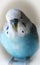 Cute Fluffed Up Blue Parakeet Close Up With White Frame High Quality