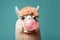 Cute fluffy alpaca blowing bubble gum Generative AI