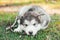 A cute fluffy Alpine Malamute puppy lies on the grass, gnaws a stick and looks at the camera. Beautiful card. Food packaging.