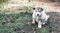 A cute fluffy Alpine Malamute puppy sits in a forest glade and looks at the camera. Beautiful card. Food packaging. Close-up.