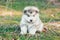 A cute fluffy Alpine Malamute puppy sits in a forest glade and looks at the camera. Beautiful card. Food packaging. Close-up.