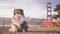 Cute fluffy Australian Shepherd puppy with the Golden Gate Bridge in the background