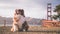 Cute fluffy Australian Shepherd puppy with the Golden Gate Bridge in the background