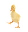 Cute fluffy baby duckling on background