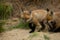 Cute and fluffy baby foxes walking on the ground