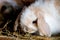 Cute fluffy baby lop eared bunny eating hay