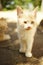 Cute fluffy beige kitten stands in a sunny summer yard