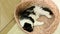 Cute Fluffy Bicolor White and Black (Cow Like) Cat Sleeping in The Nest