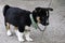 Cute fluffy black and white puppy with a clever thoughtful look guards the house of its owners