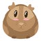 Cute fluffy brown guinea pig, cute pet rodent, vector illustration