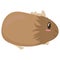 Cute fluffy brown guinea pig, side view, cute domestic rodent, vector illustration