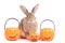 Cute fluffy brown hair rabbit with orange fancy Halloween pumpkin on white background, bunny pet play trick or treat, animal with