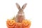 Cute fluffy brown hair rabbit with orange fancy Halloween pumpkin on white background, bunny pet play trick or treat, animal with