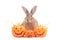 Cute fluffy brown hair rabbit with orange fancy Halloween pumpkin on white background, bunny pet play trick or treat, animal with