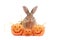 Cute fluffy brown hair rabbit with orange fancy Halloween pumpkin on white background, bunny pet play trick or treat, animal with