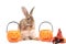 Cute fluffy brown hair rabbit standing up on hind legs with orange fancy Halloween pumpkin on white background, bunny pet play