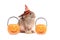 Cute fluffy brown hair rabbit wear witch hat with orange fancy Halloween pumpkin on white background, bunny pet play trick or