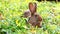 cute fluffy brown rabbit sitting on green grass on a bright sunny day