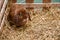 A cute fluffy brown rabbit in a stable with a foundation straw placed