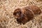 A cute fluffy brown rabbit in a stable with a foundation straw placed