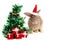 Cute fluffy brown rabbit wears Santa hat with decorate Christmas tree, red gift box present on white background. Merry Christmas