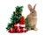 Cute fluffy brown rabbit wears Santa hat with decorate Christmas tree, red gift box present on white background. Merry Christmas