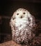 Cute fluffy brown and white snowy owl on tree