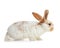 Cute fluffy bunny on background