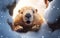 Cute fluffy cartoony groundhog comes out of a snowy burrow after hibernation, soft warm backlight. AI Generative