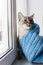 Cute fluffy cat with blue eyes sititng on a window sill