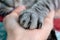 Cute fluffy cat paw on hand. Friendship with pet. Gray striped cat. Paw with claws. Animal welfare
