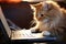 Cute fluffy cat sitting and playing with laptop computer