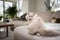 cute fluffy cat sitting on sofa in modern living room looking over shoulder