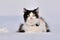 Cute fluffy cat there is in the snow. Funny angry  cat is staying in the fresh deep snow in the winter wintertime