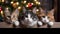 Cute fluffy cats peek out from the table in New Year\\\'s hats, festive garlands and bokeh on the image