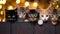 Cute fluffy cats peek out from the table in New Year\\\'s hats, festive garlands and bokeh on the image