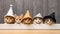 Cute fluffy cats peek out from the table in New Year\\\'s hats, festive garlands and bokeh on the image