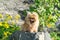 Cute fluffy charming redhead Pomeranian spitz yawns standing on a stone in a park