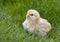 Cute fluffy chicken