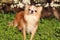 Cute fluffy Chihuahua dog near blossoming bush outdoors